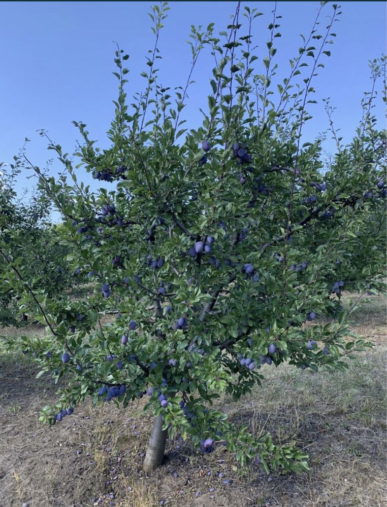 Prune de țuica de foarte buna calitate