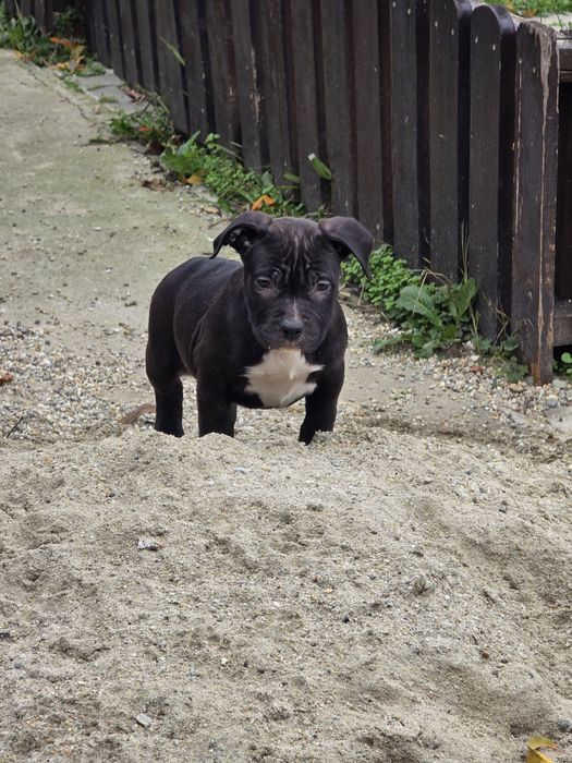 Amstaff rasă pură cu pedigree