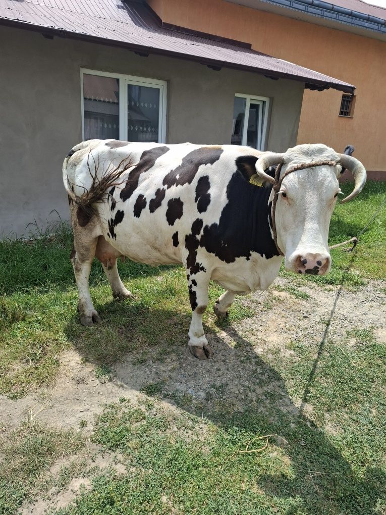 De vânzare   o  vacă și o junică