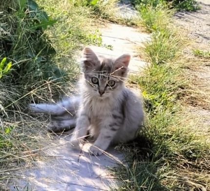 Срочно! Милые котята ищут семью