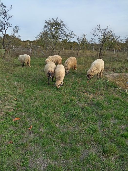 Vand 4 oi carabas si turcane