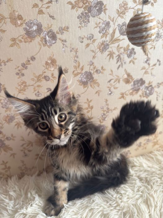 Котенок Мейн - кун