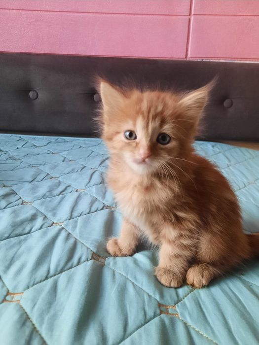 Отдадим в добрые руки