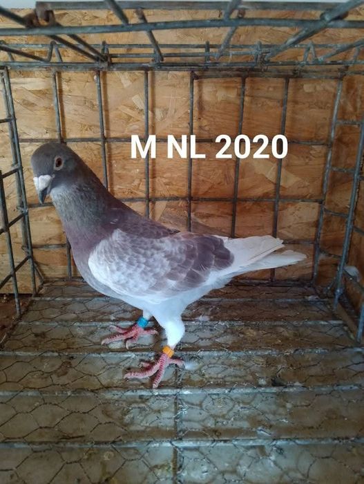 Porumbei voiajori