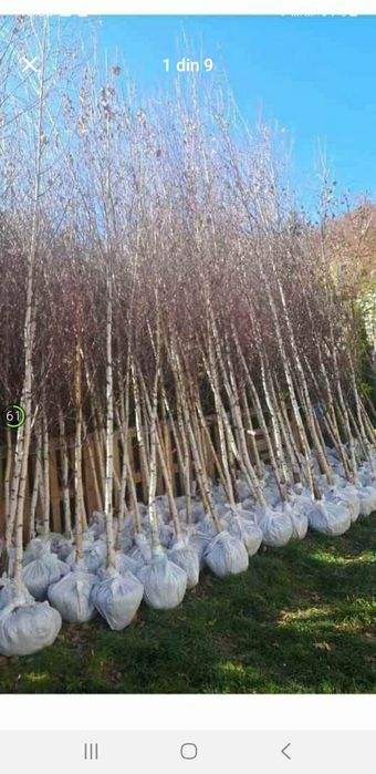 amenajam spați verzi brazi spirale