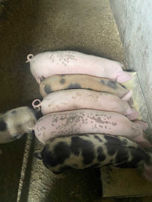 Малки прасенца по 20-25кг .Гълъбово обл Ст.Загора