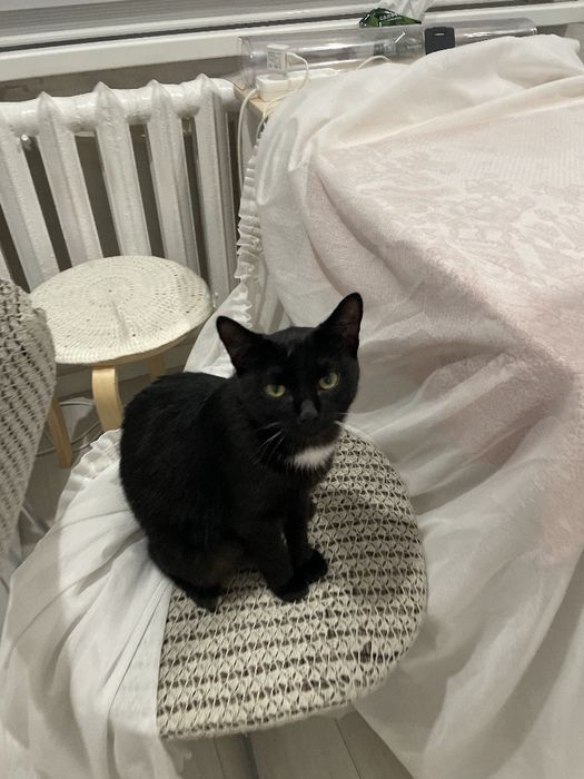 Кот домашний , отдам в добрые руки , 7 месяцев