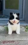 American Akita Pedigree Tip A Long Coat