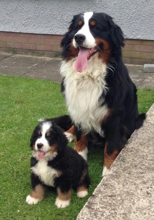 Ciobănesc de Berna Fetiță