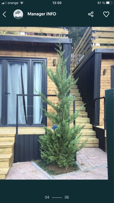 Tei / Mesteceni / Plante Ornamentale