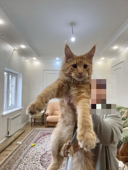 Котенок Мейн-кун