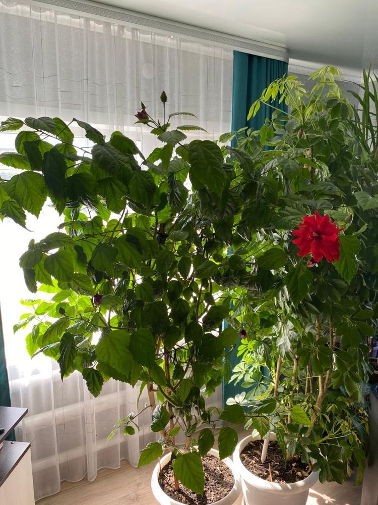 Продам  китайскую розу (гибискус)
