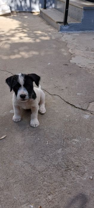Amstaff metis 2 luni