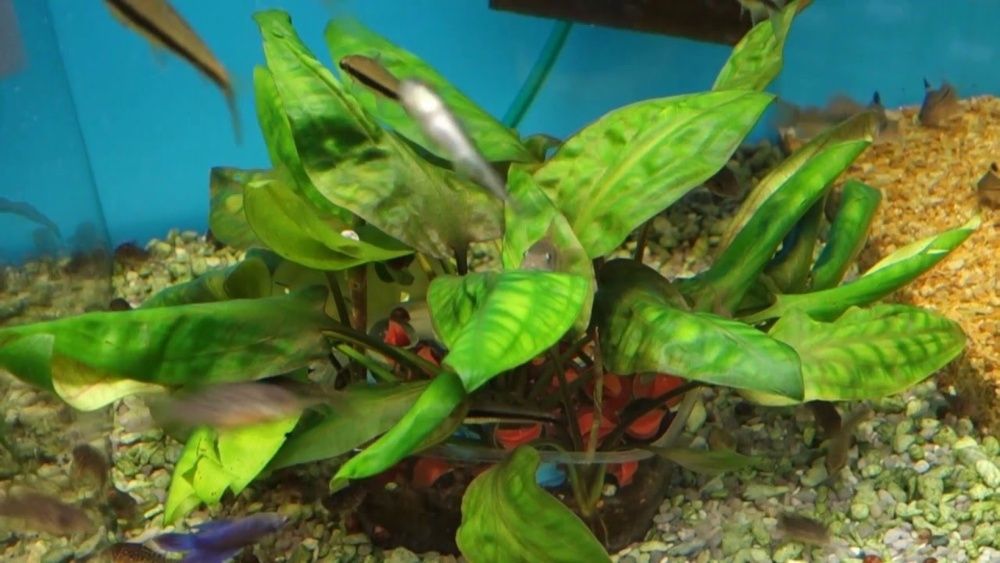 Продам аквариумные живые растения