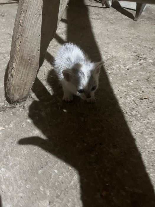 Pisici pentru adoptie