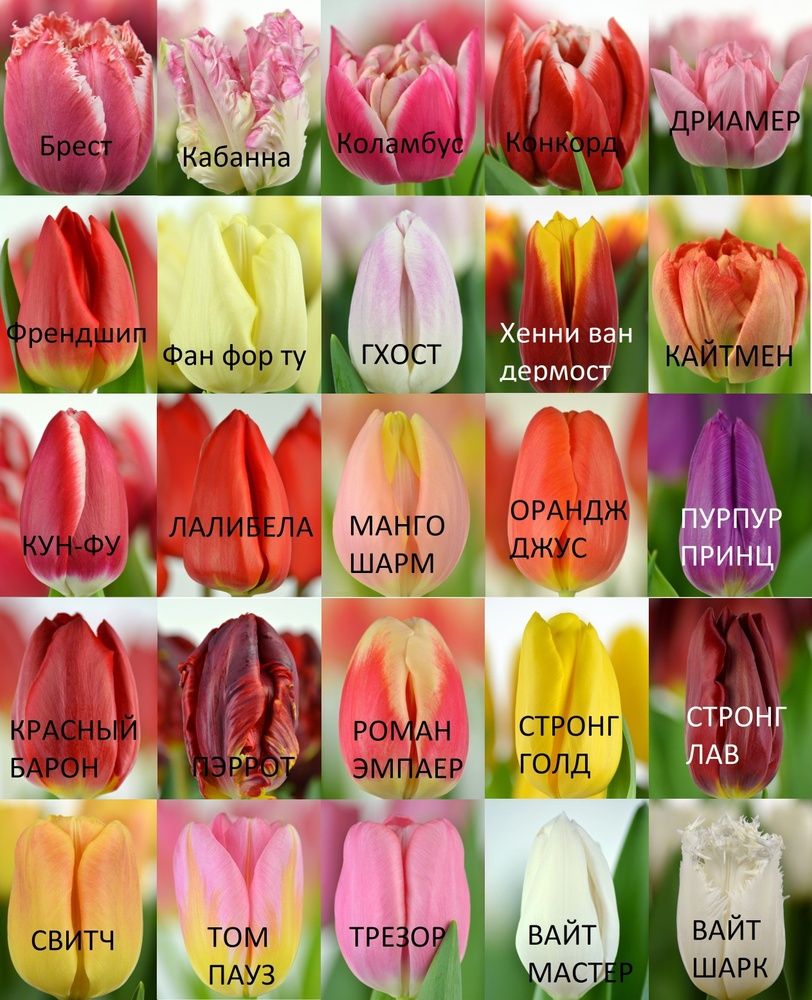 Луковицы тюльпаны акция