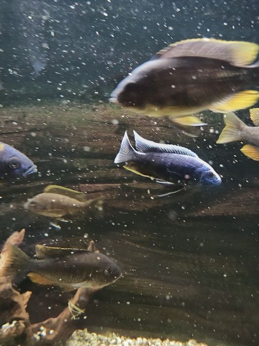 Продам Майлонды рыб