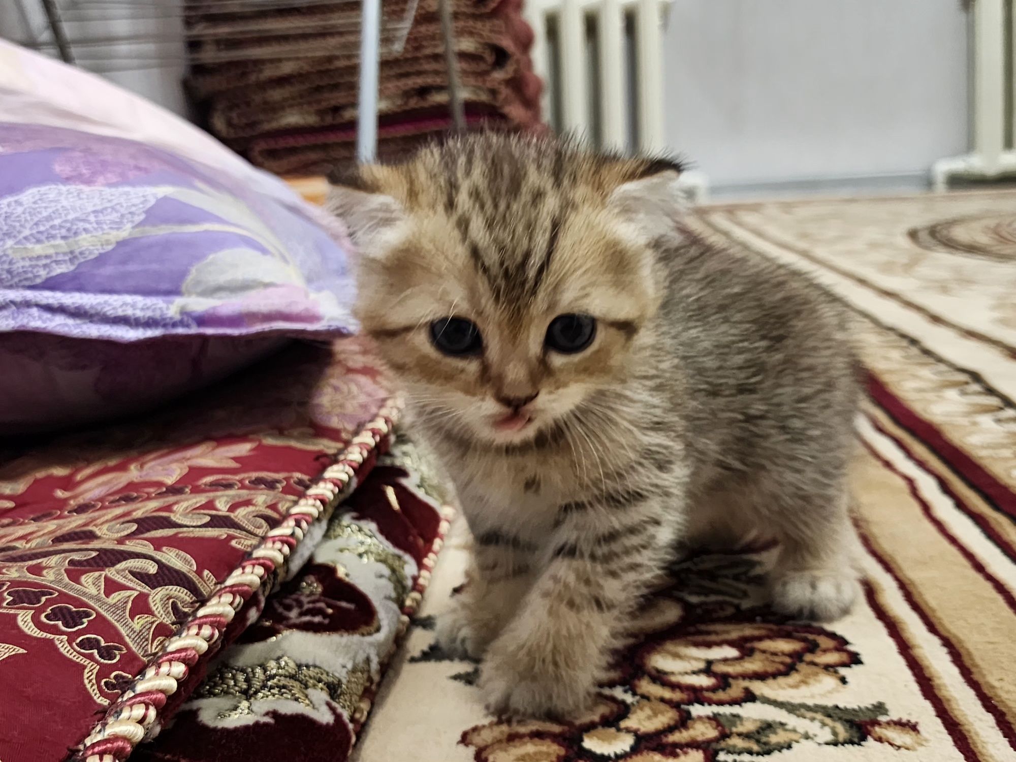 Зоттор мушукчалар