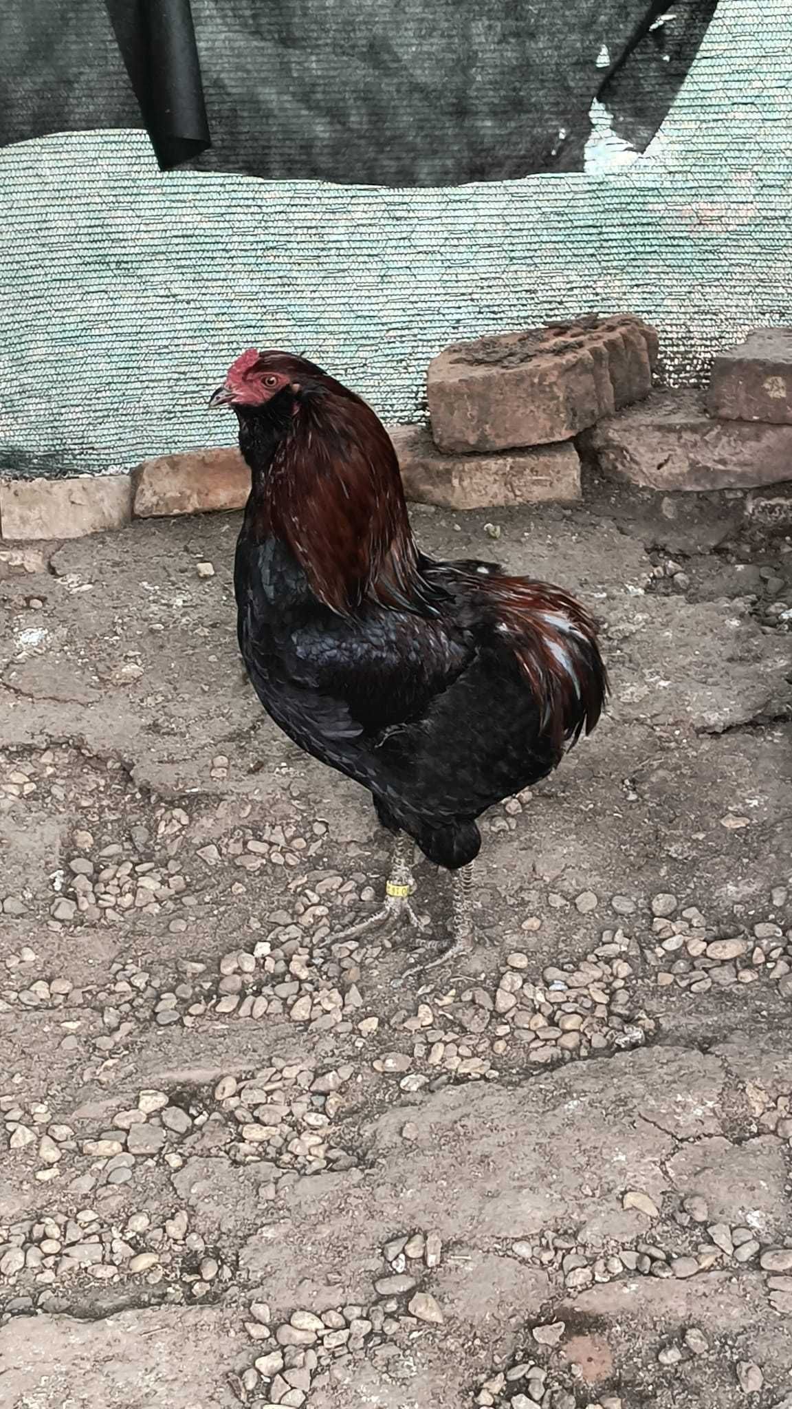 Vând cocoș araucana