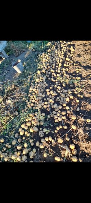 Продам домашний картофель