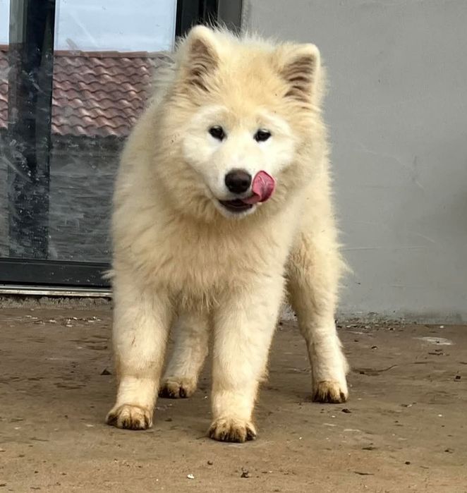 Se cauta familie iubitoare pui Samoyed