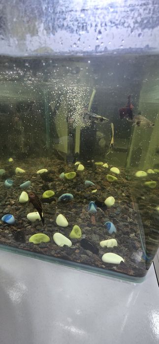 Akvarium sotiladi baliqlari bilan