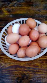 Яйца от домашно гледани кокошки