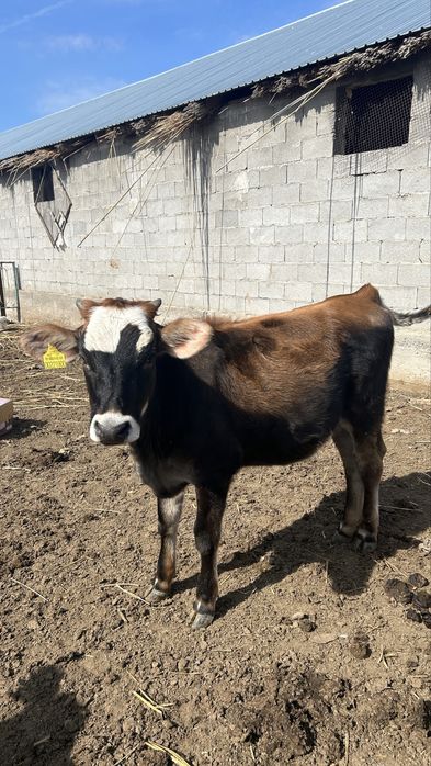 Тайынша 1 жас сатам