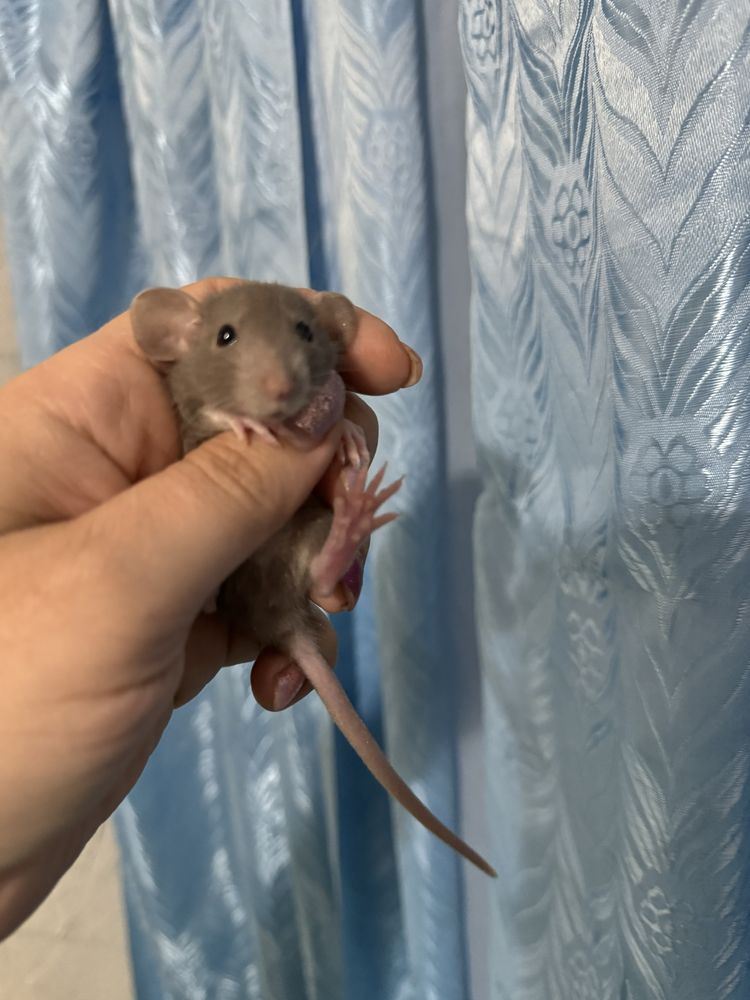 Крысы Дамбо