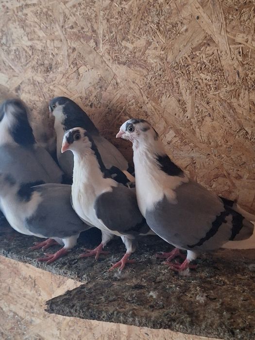 Porumbei Galateni de joc