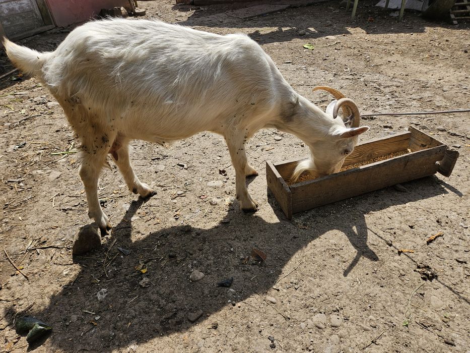Vând Capră preț bun