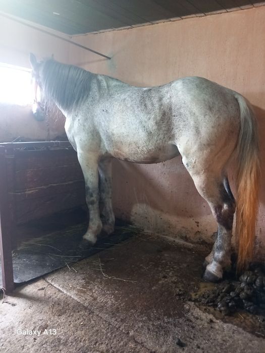 Vând iapa și armăsar