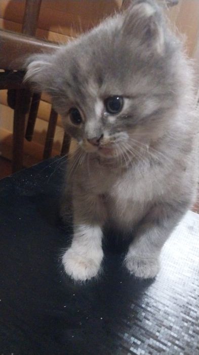 Котёнок (девочка) в добрые руки.