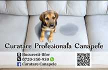 Curatare Profesionala Canapele