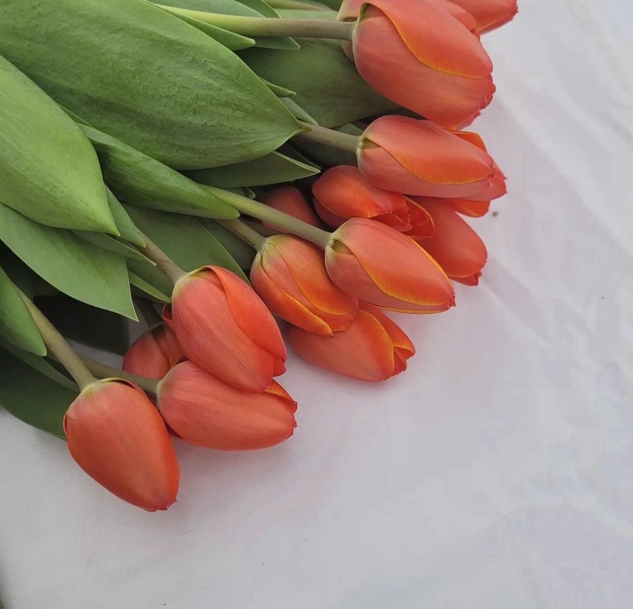 Продам на срез Тюльпаны разные цвета, цена 300 тенге.