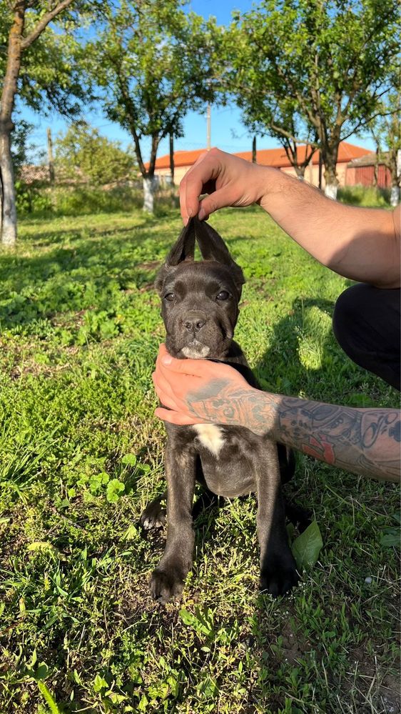 Cane corso italiano. Кане корсо