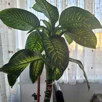 Dieffenbachia floare de camera