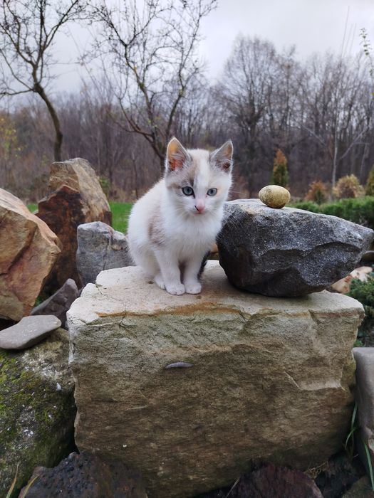 Adoptie  doua pisici