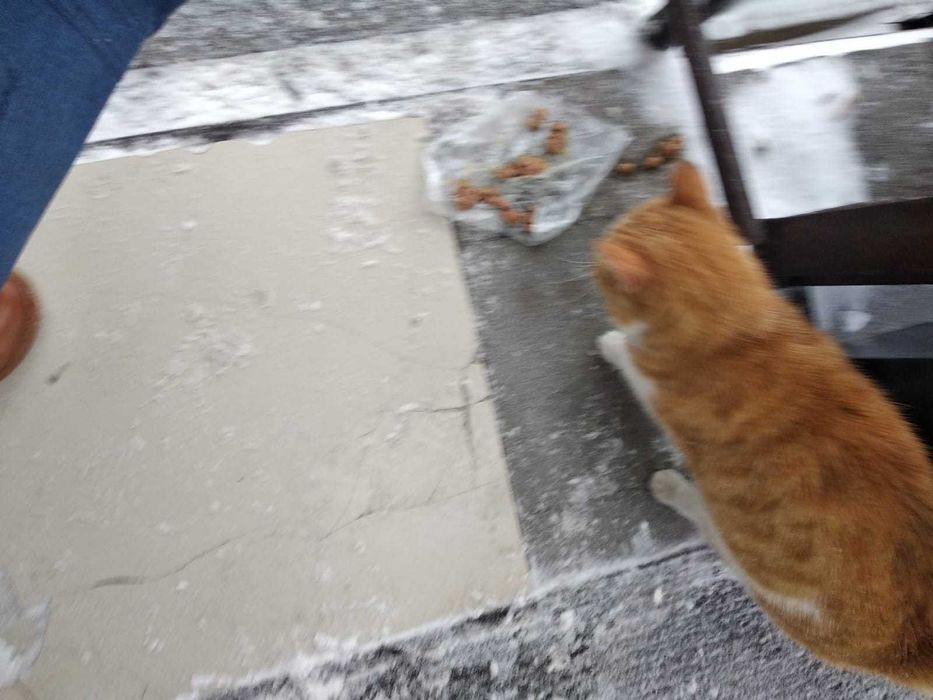 Ищет дом добрый рыжий кот!