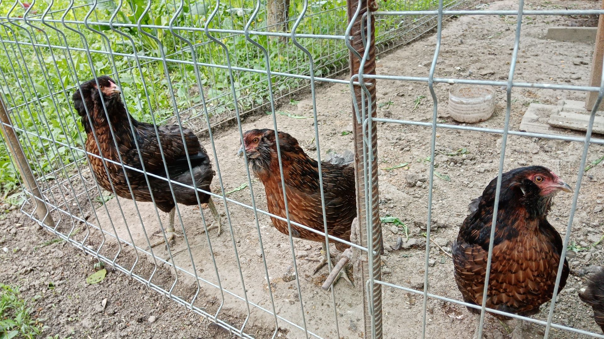 Oua găini araucana potarnichiu salbatic
