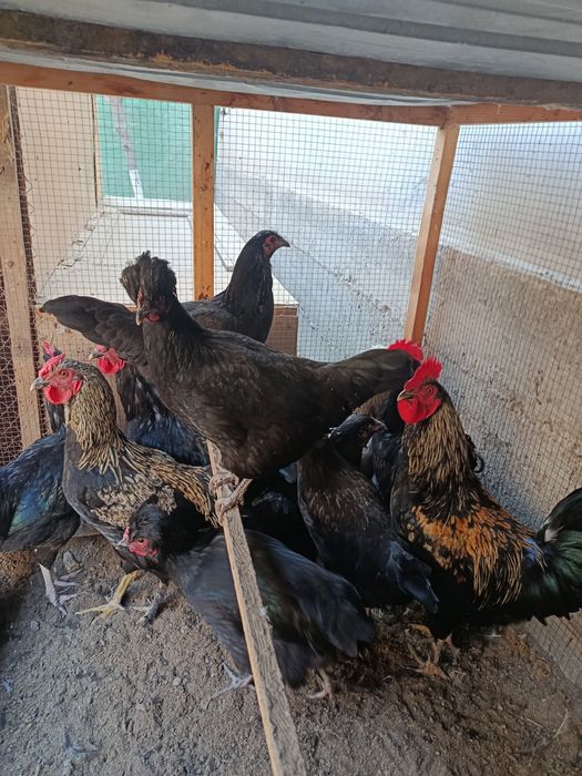 5 ойлик, зотлик қора хўроз ва товуқлар сотилади