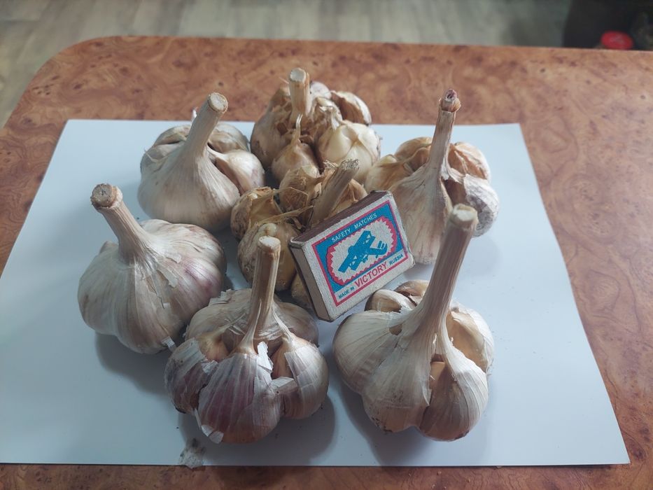 Продам чеснок домашний