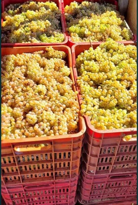 Vand struguri de vin din producție proprie