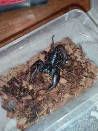Азиатский скорпион