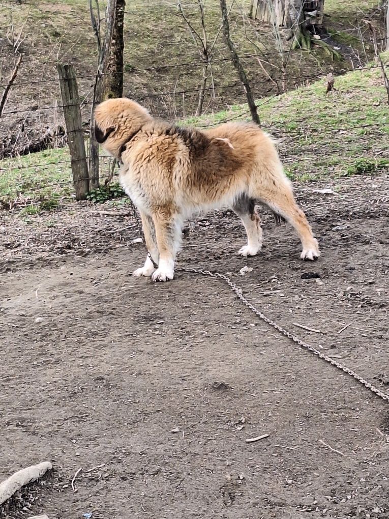 Caini ciobănești de vanzare