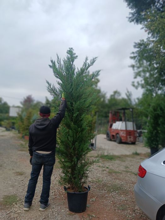 Super oferta leilandi 3m80 4 250 ron