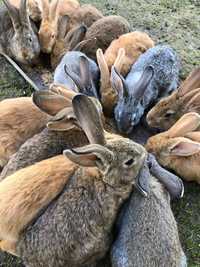 Зайци на всякаква възраст