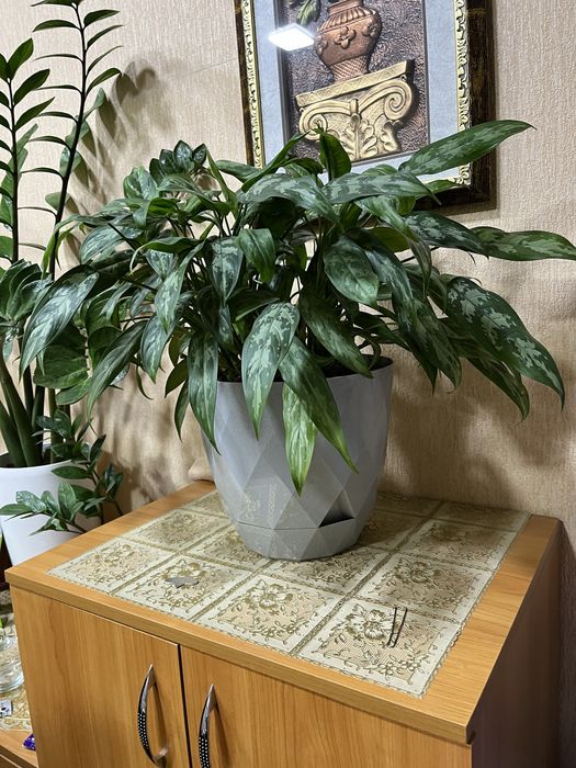 Уй ва офис учун гуллар