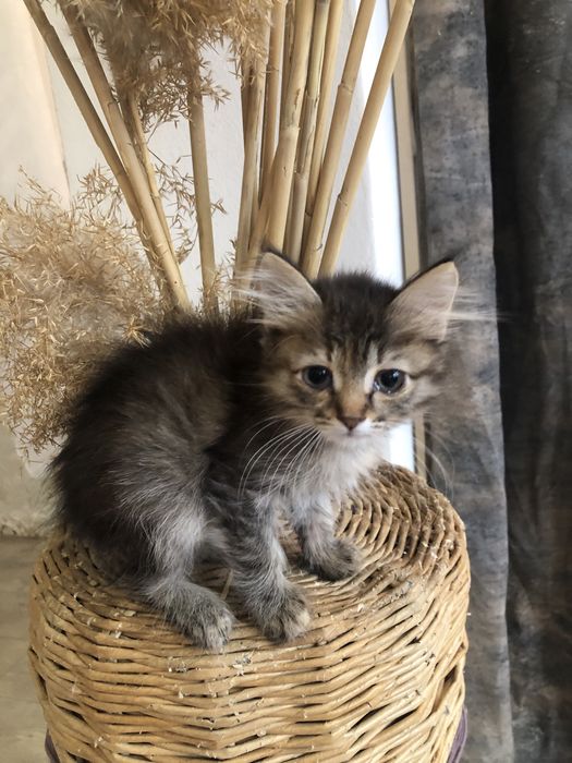 Котята в Дар! Мейкуны!