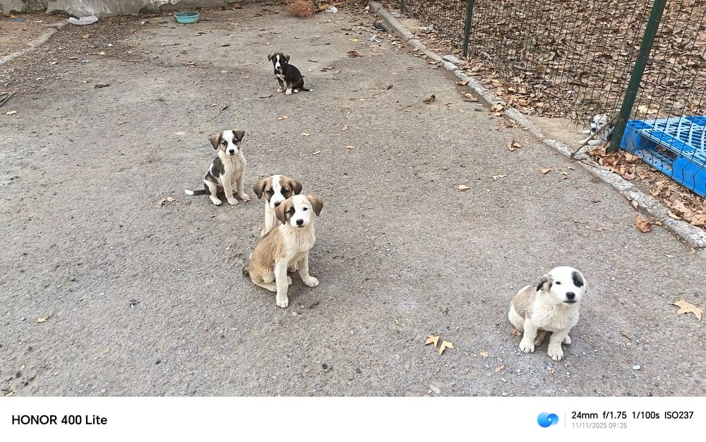 Щенки в хорошие руки. Отдам.